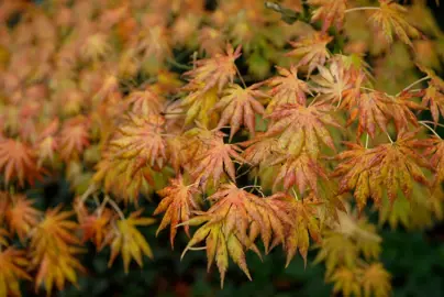 Acer shirasawanum palmatifolium orange-yellow foliage.