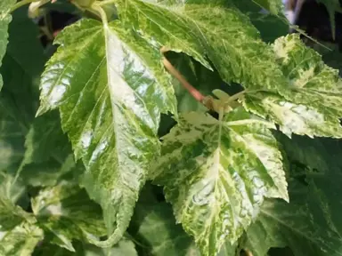 Acer Summer Surprise variegated foliage.