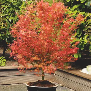 Acer Wilsons Pink Dwarf tree in a courtyard.