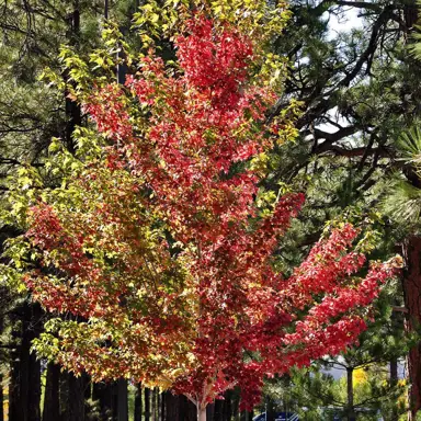 Acer x freemanii Marmo tree with red and green foliage.