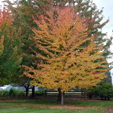 Acer x freemanii Senna Glen with orange-yellow foliage.