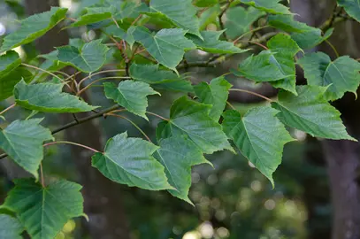 acer-caudatifolium-