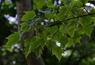 acer-caudatifolium-1