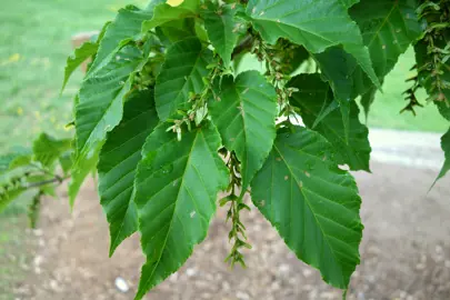 acer-davidii-