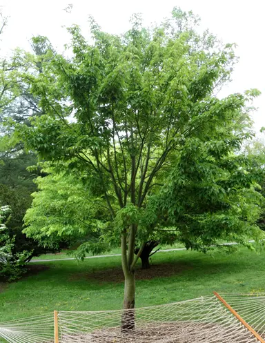 acer-davidii-2