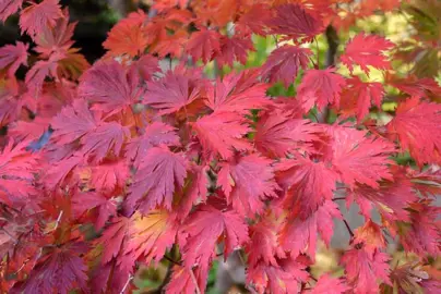 acer-aconitifolium-