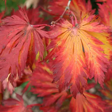 acer-aconitifolium-1