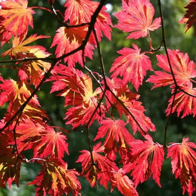 acer-aconitifolium-2