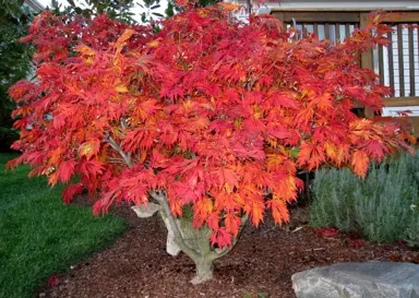 acer-aconitifolium-3