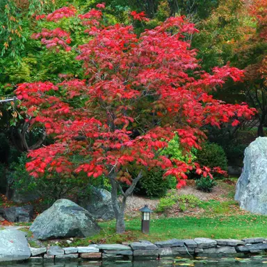 acer-aconitifolium-4