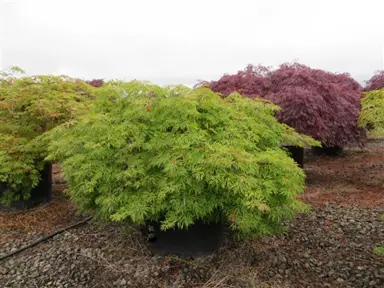 acer-green-cascade-2