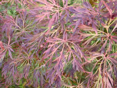 acer-green-cascade-3