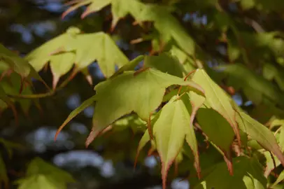 acer-amoenum-1