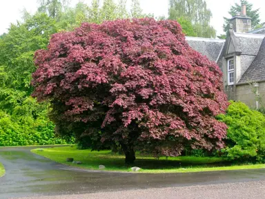 acer-palmatum-atropurpureum-