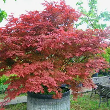 acer-palmatum-atropurpureum-1