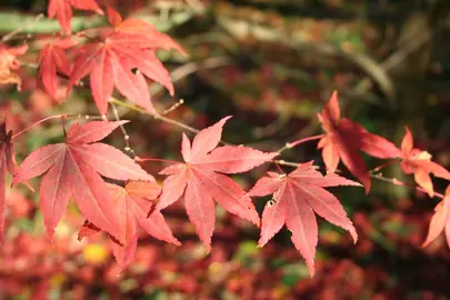 acer-palmatum-atropurpureum-2