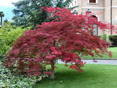 acer-palmatum-atropurpureum-3