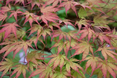 acer-chitose-yama-2