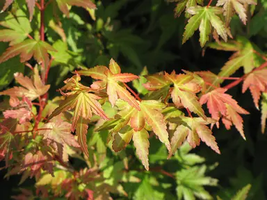 acer-coonara-pygmy-