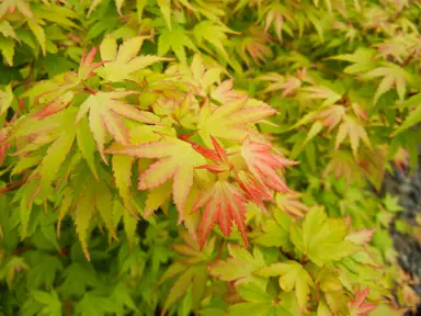 acer-coonara-pygmy-2