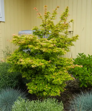 acer-coonara-pygmy-3