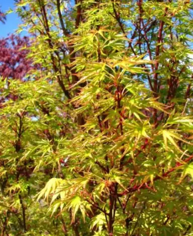 acer-crippsii-1