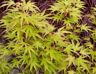 acer-crippsii-2