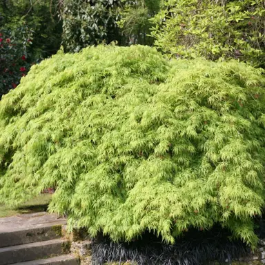 acer-palmatum-dissectum-