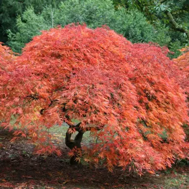 acer-palmatum-dissectum-1