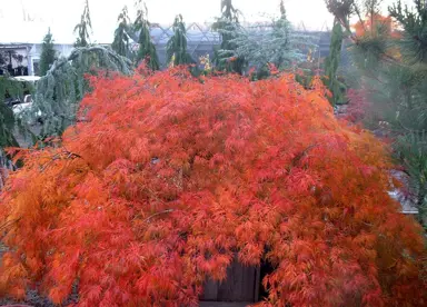 acer-flavescens-4