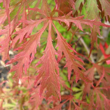 acer-earthfire-2