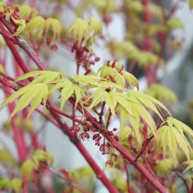 acer-eddisbury-1