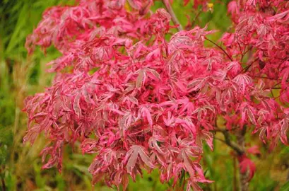 acer-geisha-gone-wild-