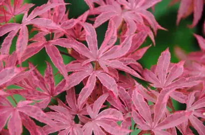 acer-geisha-gone-wild-1