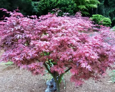 acer-geisha-gone-wild-2