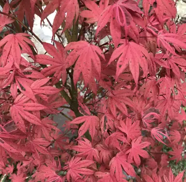 acer-geisha-gone-wild-4