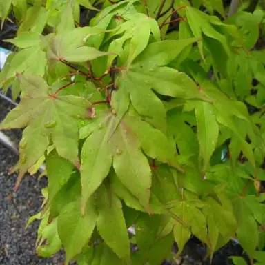 acer-ichigyoji-1