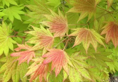 acer-ichigyoji-3