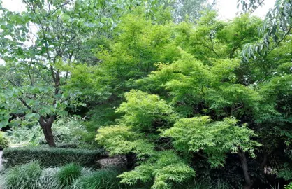 acer-kamagata-3