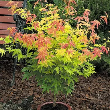 acer-orange-dream-1