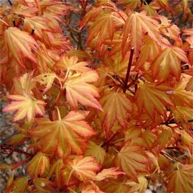 acer-orange-dream-2