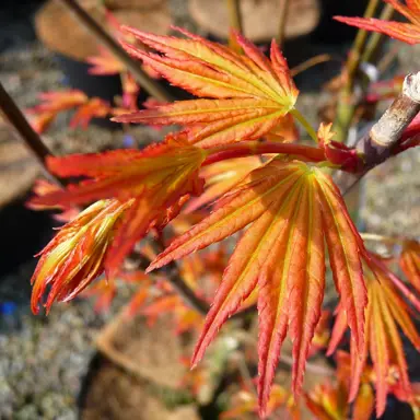 acer-orange-dream-3