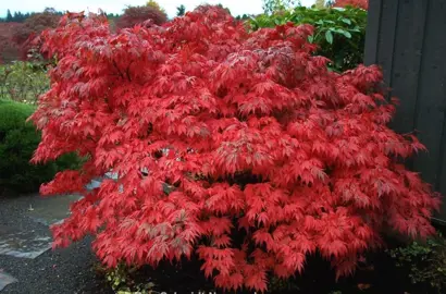 acer-oregon-sunset-1