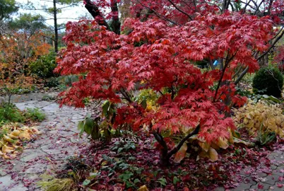 acer-oregon-sunset-2