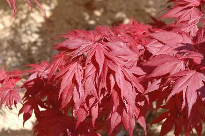 acer-oregon-sunset-3