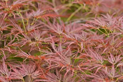 acer-ornatum-