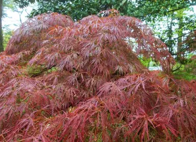 acer-ornatum-2