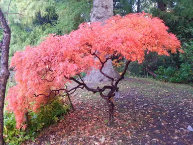 acer-ornatum-3