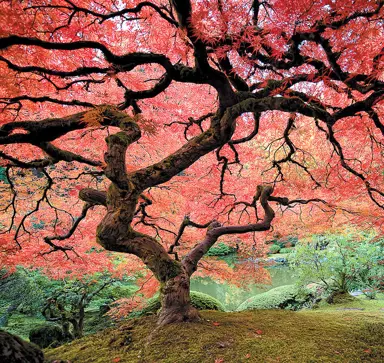 acer-ornatum-5