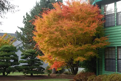 acer-sango-kaku-1